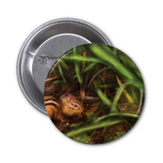 Rodent   Cute little chipmunk Pins