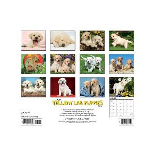 Just Yellow Lab Puppies 2014 Wall Calendar Willow Creek Press 9781607559726 Books