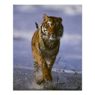 Bengal Tiger Running Along the Beach Posters