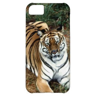 Bengal tiger iPhone 5C case