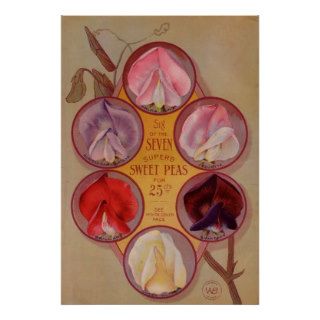 Vintage Seed Catalog, Sweet Pea Flowers Print