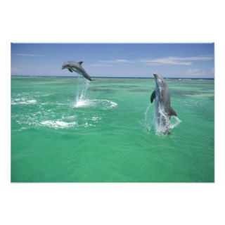 Bottlenose Dolphins Tursiops truncatus) 31 Photo Print