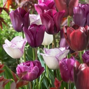 Tulip Purple Blend Dormant Bulbs (20 Pack) 70160