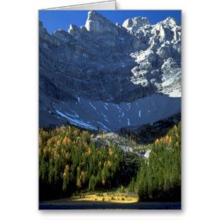 Spruce and tamarack forest below Tombstone Mountai Greeting Cards