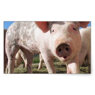 Adorable Pig Oink Sticker