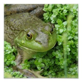 Frog on Marsh Print