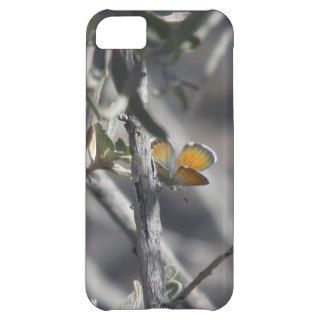 Western Pygmy Blue Butterfly Case For iPhone 5C