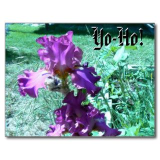 Yo Ho Hook Iris Postcards