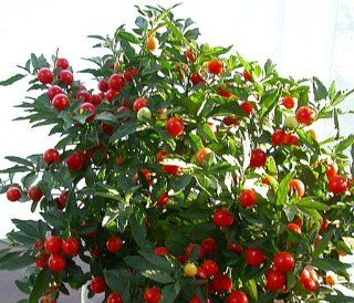 Jerusalem Cherry 15 Seeds   Solanum   House Plant Grocery & Gourmet Food