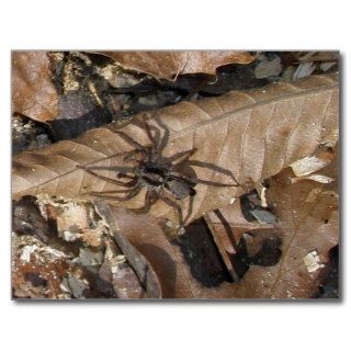 Wolf Spider (Gladicosa gulosa) Postcard
