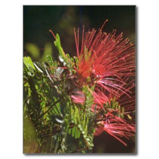 Fibred Red Flowers Postcards