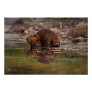 beaver, Castor canadensis, goes for a swim in Print