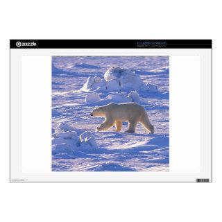 Bear Polar Walk Canada Decal For Laptop