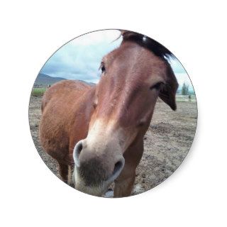 Josie, the funny mule stickers