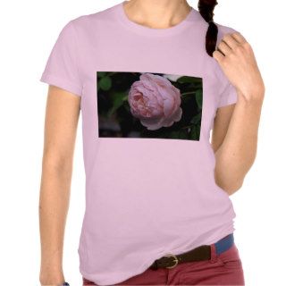 Beautiful Moss Rose 'Alfred de Dalmas' T Shirt