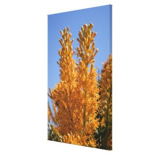 Nuytsia floribunda is a parasitic plant found in gallery wrapped canvas