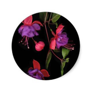 Fuschia Blossoms on Black Round Sticker