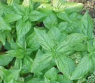 Basil Sweet Genovese Great Garden Herb 1, 200 Seeds  Herb Plants  Patio, Lawn & Garden