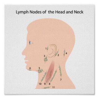 Lymph nodes of the head and neck Poster