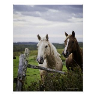 Two horses stand near fence in farm field of off poster