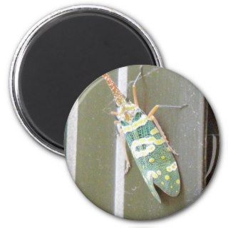 Lantern Insect Flying bug Nectar Eating Magnet