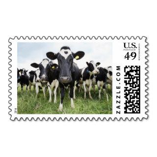 Cows standing in a row looking at camera postage stamps