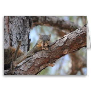 Nature Series, Squirrel, Here's looking at you Greeting Cards