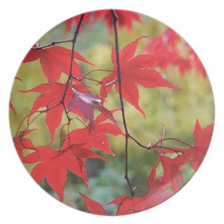 Acer palmatum 'Fireglow' Dinner Plate