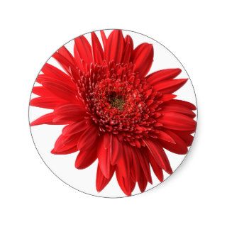Red Gerbera Daisy Stickers