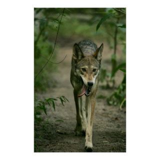 Red Wolf / Poster
