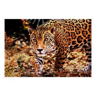 Jaguar   Belize   Central America Posters