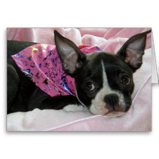 Cute Boston Terrier Puppy Greeting Cards