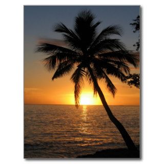 Sunset coconut palm tree Fiji peace and joy Postcard