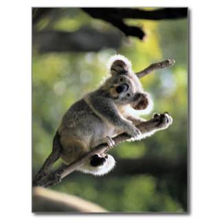 Koala Bear Post Cards