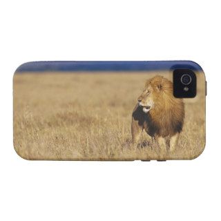 Male African Lion on Savanna Vibe iPhone 4 Cases
