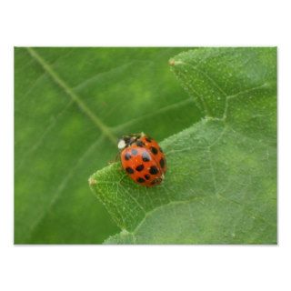 Lady Bug Poster