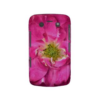 Fuschia Rose, Flower Petals, Stamens, Pink Flowers Blackberry Bold Covers