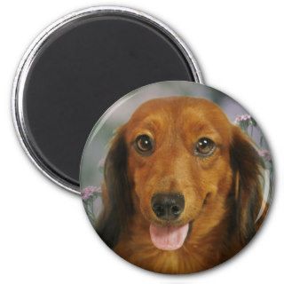 Cute Dachshund (Brown Long Haired) Wild Flowers Refrigerator Magnets