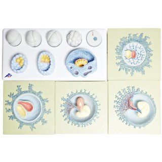 3B Scientific VG390 12 Stages Embryonic Development Model, 4.7" x 23.2" x 16.1"
