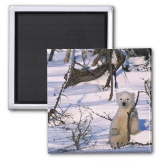 3 month old polar bearcoy) standing at scrub fridge magnets