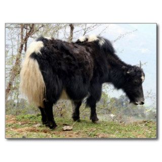 yak postcard