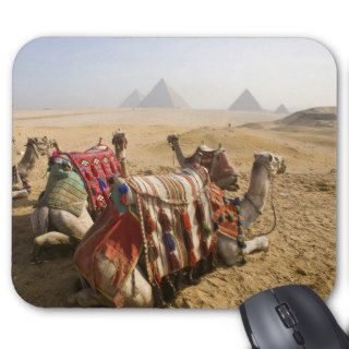 Egypt, Cairo. Resting camels gaze across the Mouse Pads