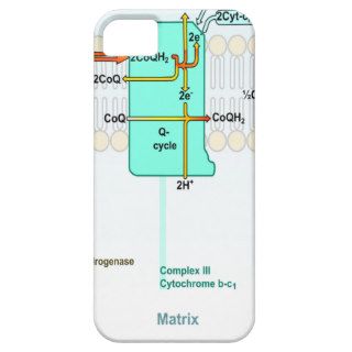 The Electron Transport Chain In Perspective iPhone 5 Covers