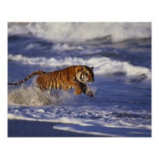 Bengal Tiger Running Along the Beach Poster