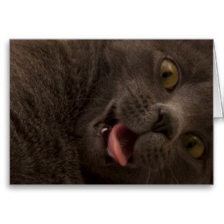 Russian Blue Cat Birthday Card Focus for a Cause