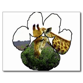 Thorn Tree Giraffe Footprint Postcards