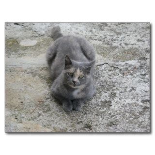 Grey Pussy Cat Post Card
