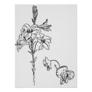 Lily and Poppy Flower Line Drawing Print