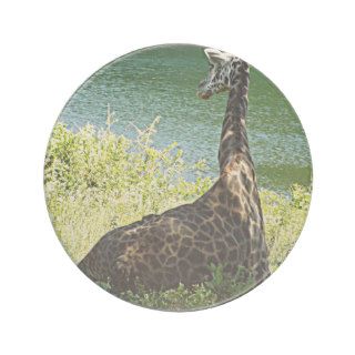 Giraffe Sitting Under a Tree Photo Kansas City Zoo Coaster