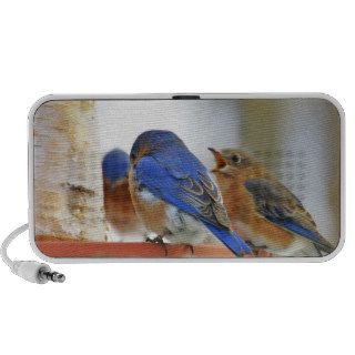 Blue birds coming for thawed water in the winter 2 travel speaker